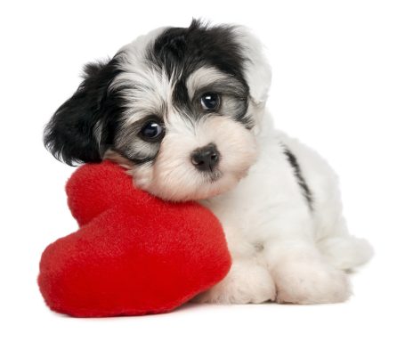 Valentine's Day 